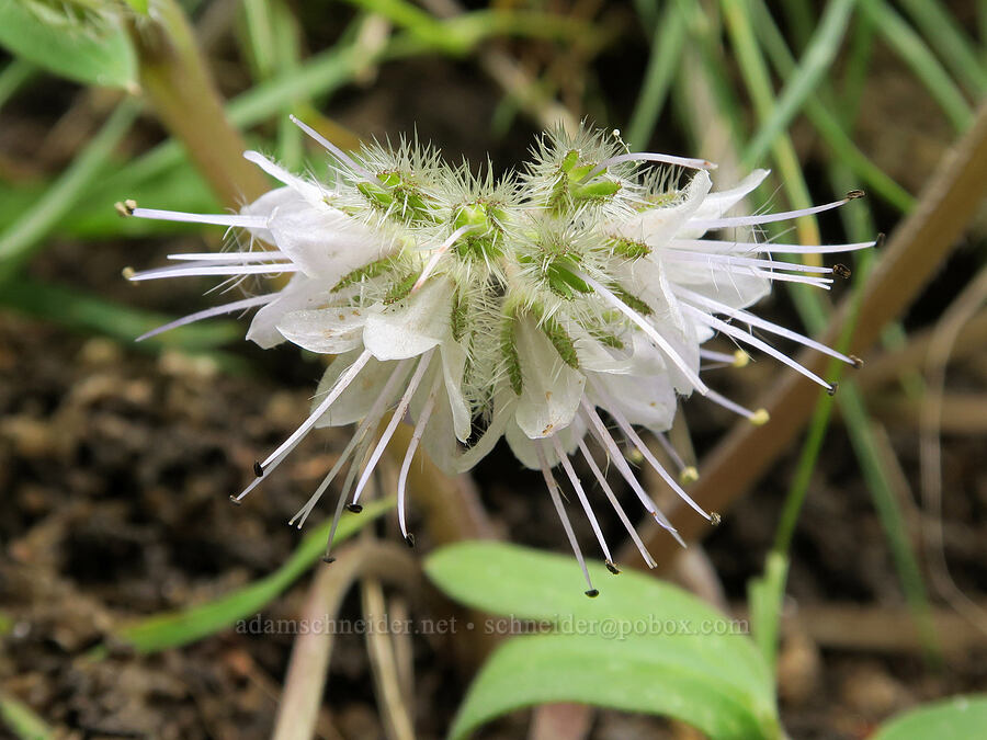 ball-head waterleaf (Hydrophyllum capitatum var. capitatum) [Hulls Gulch Interpretive Trail, Ada County, Idaho]