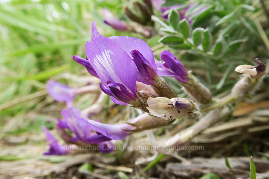 woolly-pod milk-vetch (Astragalus purshii) [Hulls Gulch Interpretive Trail, Ada County, Idaho]