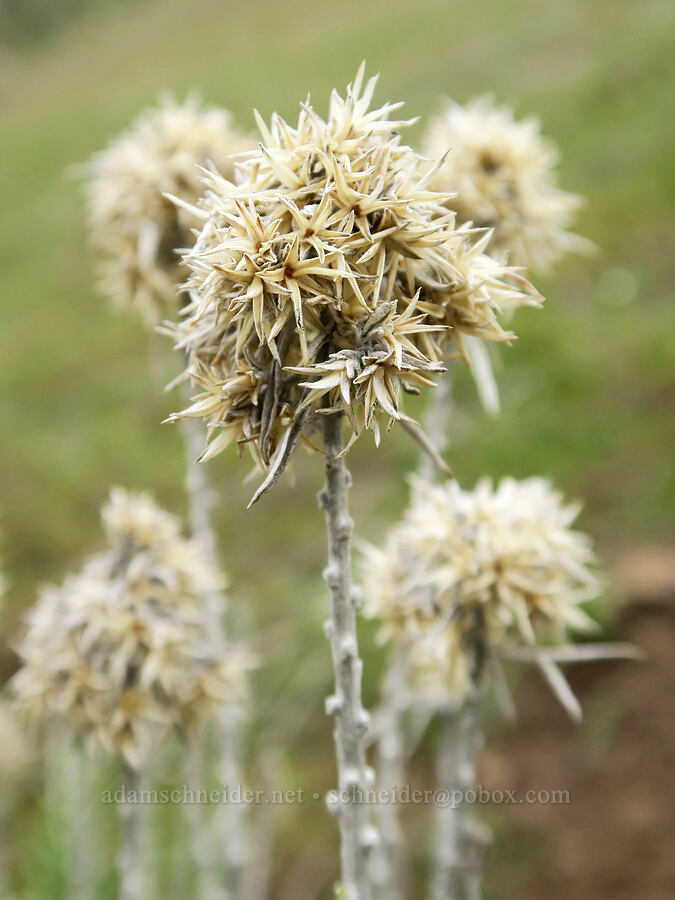 last year's gray rabbitbrush (Ericameria nauseosa (Chrysothamnus nauseosus)) [Hulls Gulch Interpretive Trail, Ada County, Idaho]