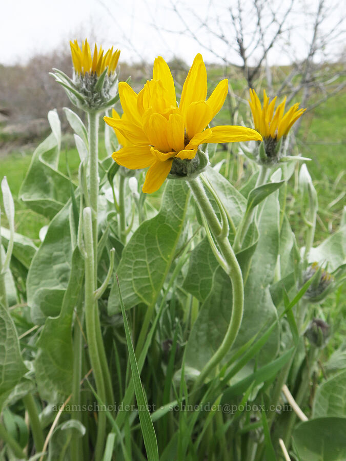 arrow-leaf balsamroot (Balsamorhiza sagittata) [Hulls Gulch Interpretive Trail, Ada County, Idaho]
