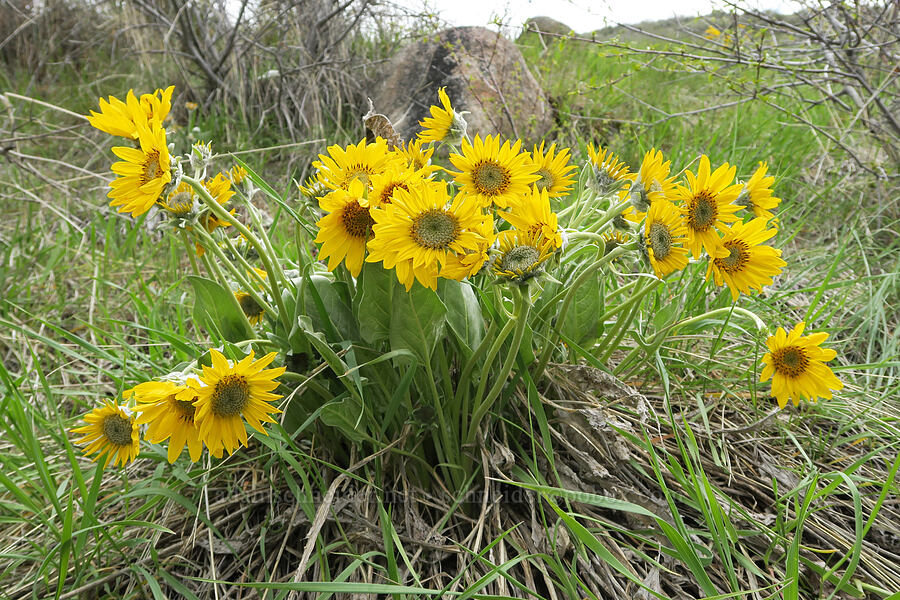 arrow-leaf balsamroot (Balsamorhiza sagittata) [Hulls Gulch Interpretive Trail, Ada County, Idaho]