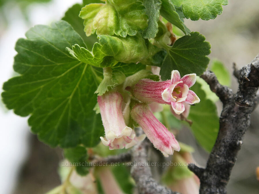 wax currant (Ribes cereum) [Hulls Gulch Interpretive Trail, Ada County, Idaho]