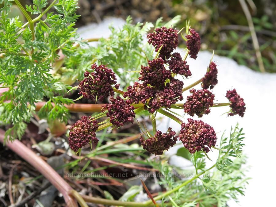 purple fern-leaf desert parsley (Lomatium multifidum (Lomatium dissectum var. multifidum)) [Hulls Gulch Interpretive Trail, Ada County, Idaho]