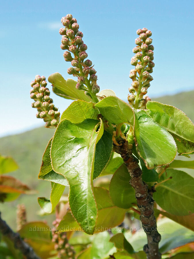 chokecherry, budding (Prunus virginiana) [Hulls Gulch Interpretive Trail, Ada County, Idaho]