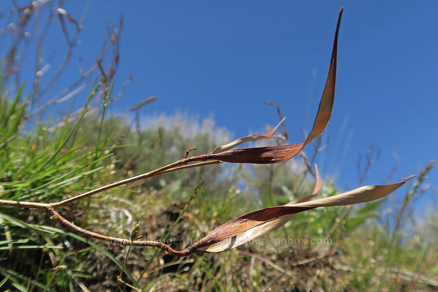last year's dogbane pods (Apocynum androsaemifolium) [Hulls Gulch Interpretive Trail, Ada County, Idaho]