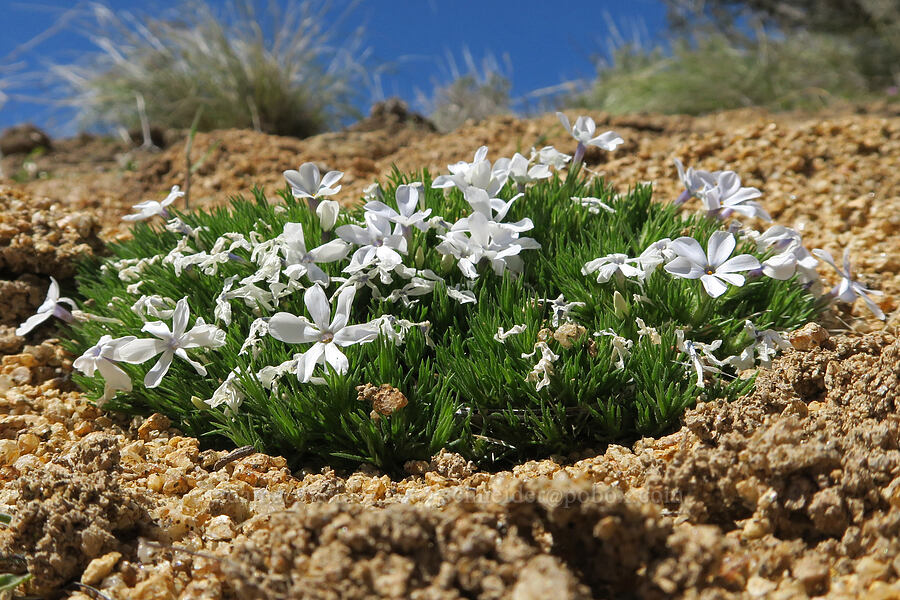 tufted phlox (Phlox caespitosa (Phlox douglasii)) [Sunset Peak Road, Ada County, Idaho]