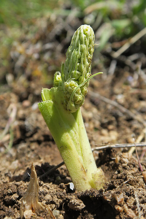 panicled death-camas, budding (Toxicoscordion paniculatum (Zigadenus paniculatus)) [Sunset Peak Road, Ada County, Idaho]