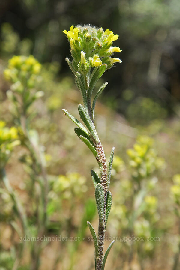 pale alyssum (Alyssum alyssoides) [Sunset Peak Road, Ada County, Idaho]