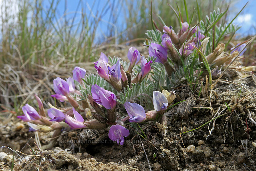woolly-pod milk-vetch (Astragalus purshii) [Sunset Peak Road, Ada County, Idaho]