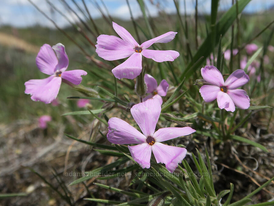 sagebrush phlox (Phlox aculeata) [Sunset Peak Road, Ada County, Idaho]