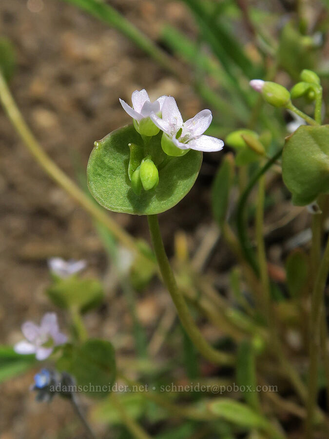 line-leaf miner's lettuce (Claytonia parviflora ssp. parviflora (Montia parviflora ssp. parviflora)) [Sunset Peak Road, Ada County, Idaho]