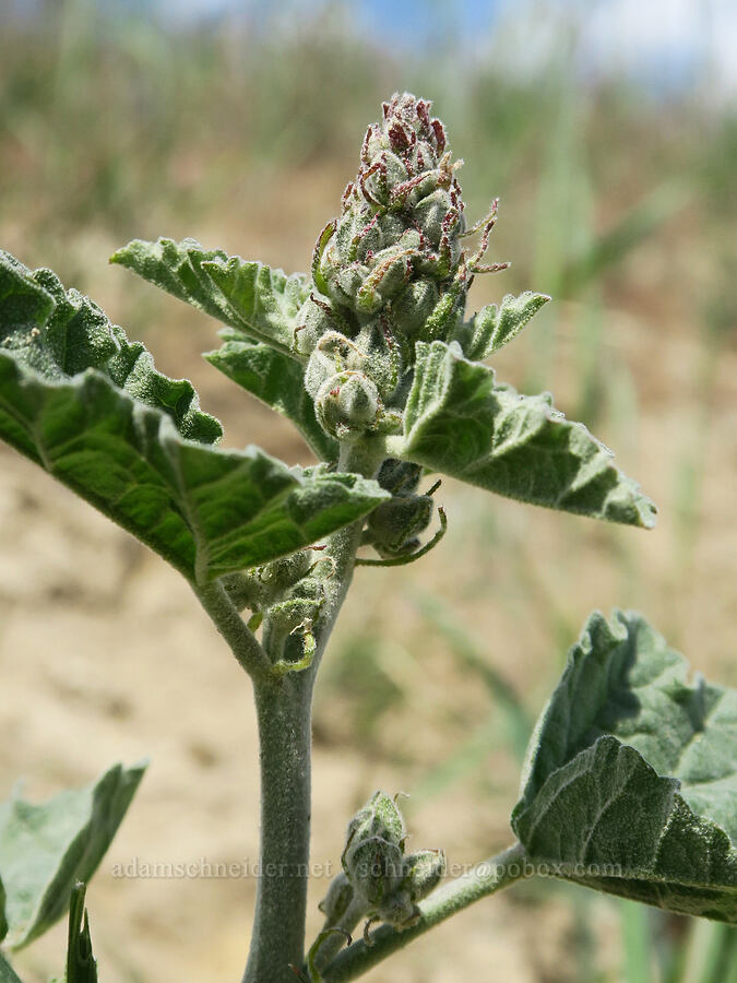 white-stem globe-mallow, budding (Sphaeralcea munroana) [Harrison Hollow, Boise, Ada County, Idaho]
