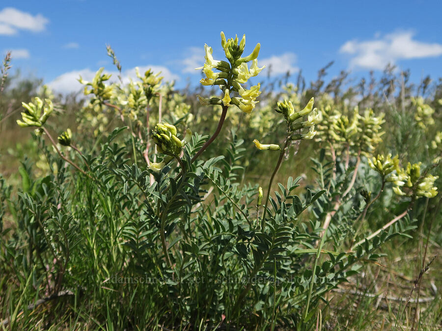 hermit milk-vetch (Astragalus eremiticus) [Harrison Hollow, Boise, Ada County, Idaho]