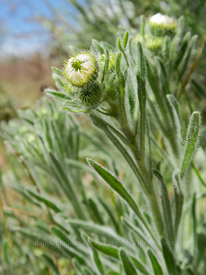 shaggy fleabane, budding (Erigeron pumilus) [Harrison Hollow, Boise, Ada County, Idaho]