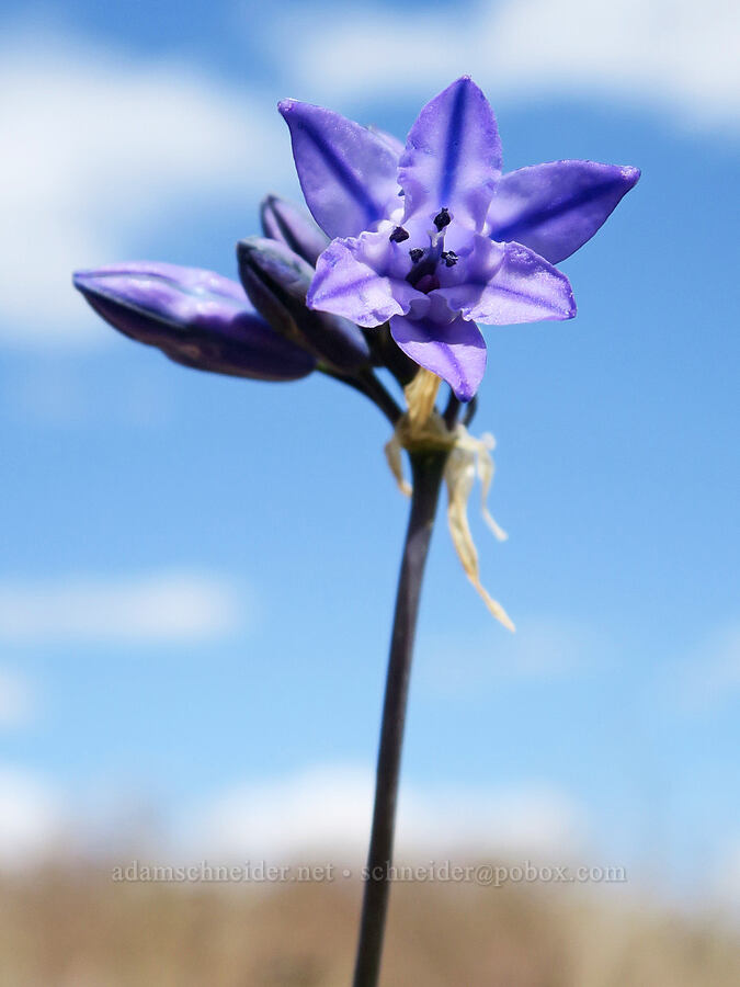 large-flowered cluster lily (Triteleia grandiflora var. grandiflora (Brodiaea douglasii)) [Harrison Hollow, Boise, Ada County, Idaho]