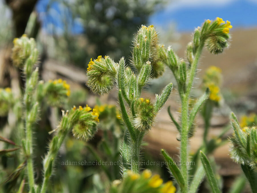 fiddleneck (Amsinckia menziesii) [Harrison Hollow, Boise, Ada County, Idaho]