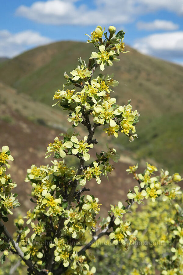 antelope bitter-brush (Purshia tridentata) [Bogus Basin Road, Ada County, Idaho]