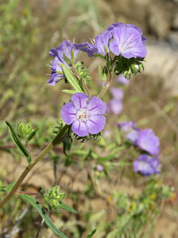 huge thread-leaf phacelia (Phacelia linearis) [Bogus Basin Road, Ada County, Idaho]