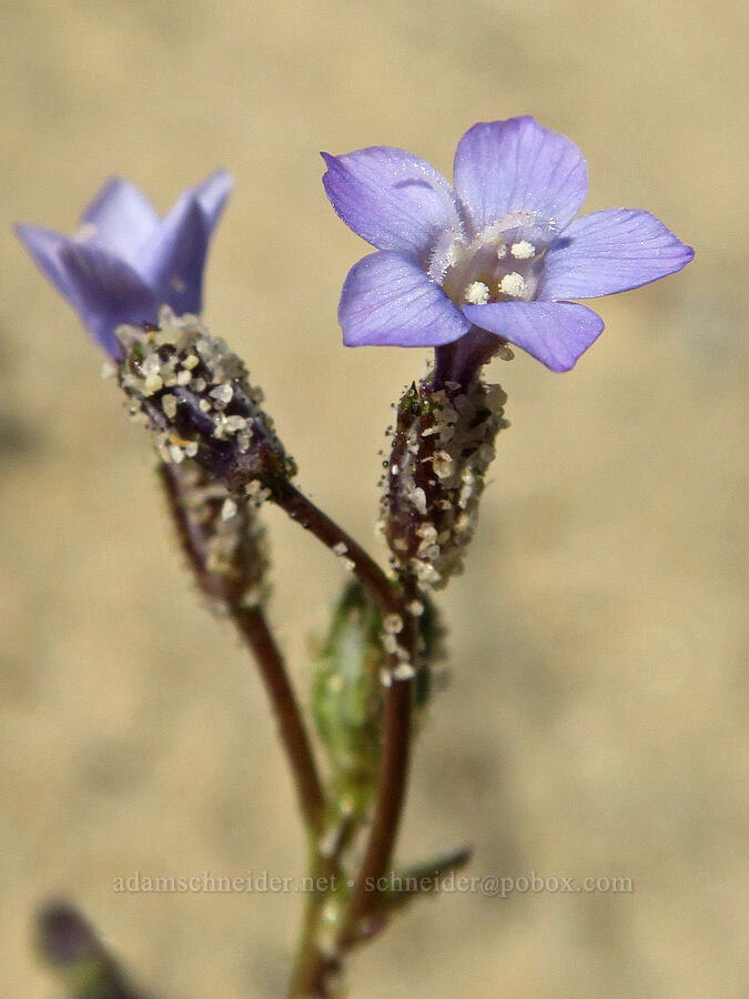 rosy gilia (Gilia sinuata) [Bogus Basin Road, Ada County, Idaho]