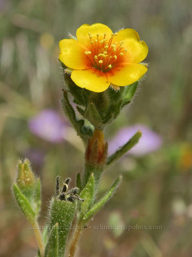 white-stem blazing-star (Mentzelia albicaulis) [Bogus Basin Road, Ada County, Idaho]