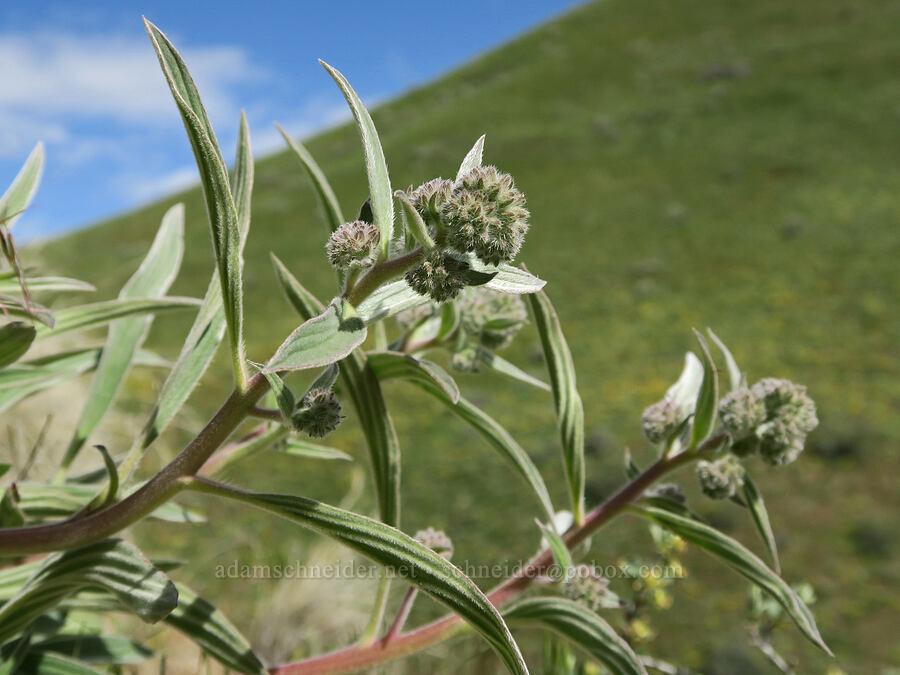 phacelia, budding (Phacelia hastata) [Bogus Basin Road, Ada County, Idaho]