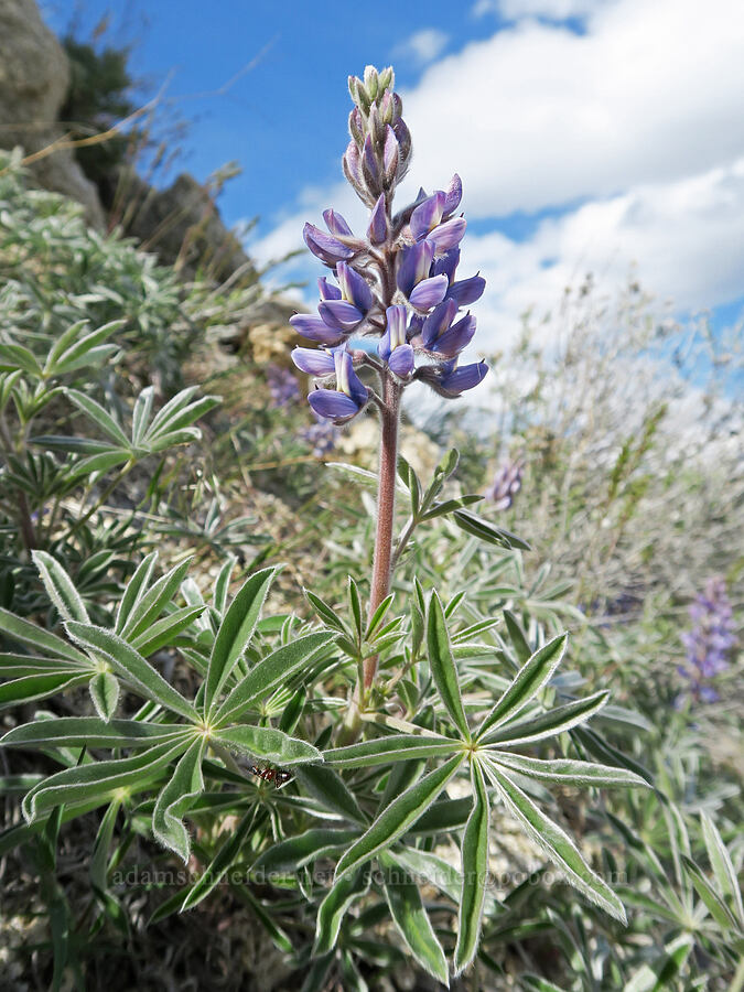 silky lupine (Lupinus sericeus) [Bogus Basin Road, Ada County, Idaho]