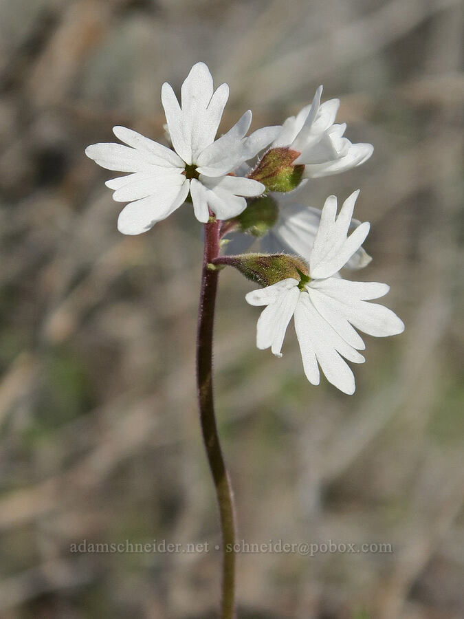 prairie stars (Lithophragma parviflorum) [Bogus Basin Road, Ada County, Idaho]