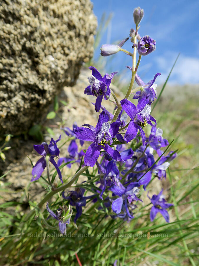 upland larkspur (Delphinium nuttallianum) [Bogus Basin Road, Boise National Forest, Boise County, Idaho]