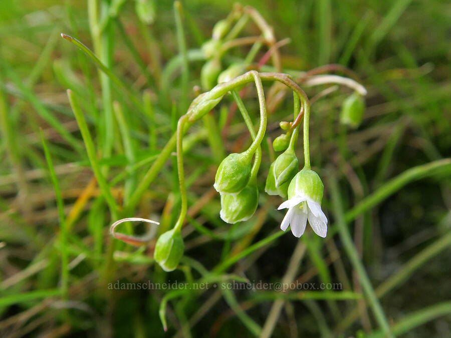 line-leaf montia (Montia linearis (Claytonia linearis)) [Bogus Basin Road, Boise National Forest, Boise County, Idaho]