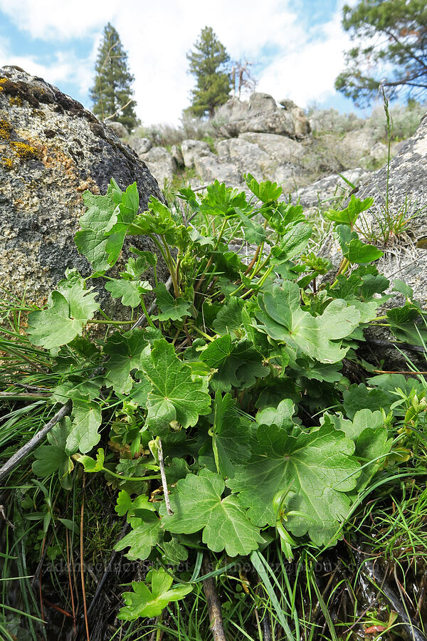 checker-mallow leaves (Sidalcea oregana) [Bogus Basin Road, Boise National Forest, Boise County, Idaho]