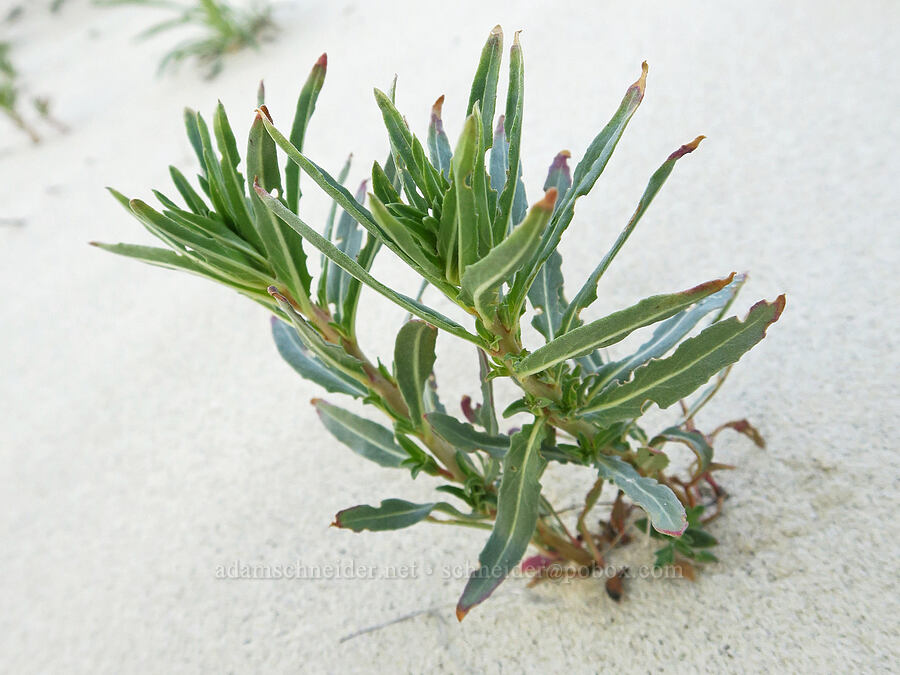 pale evening-primrose leaves (Oenothera pallida) [Bogus Basin Road, Ada County, Idaho]