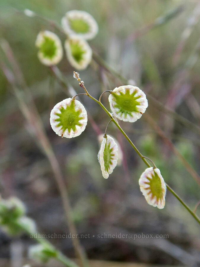 fringe-pod (Thysanocarpus curvipes) [Polecat Gulch Reserve, Boise, Ada County, Idaho]