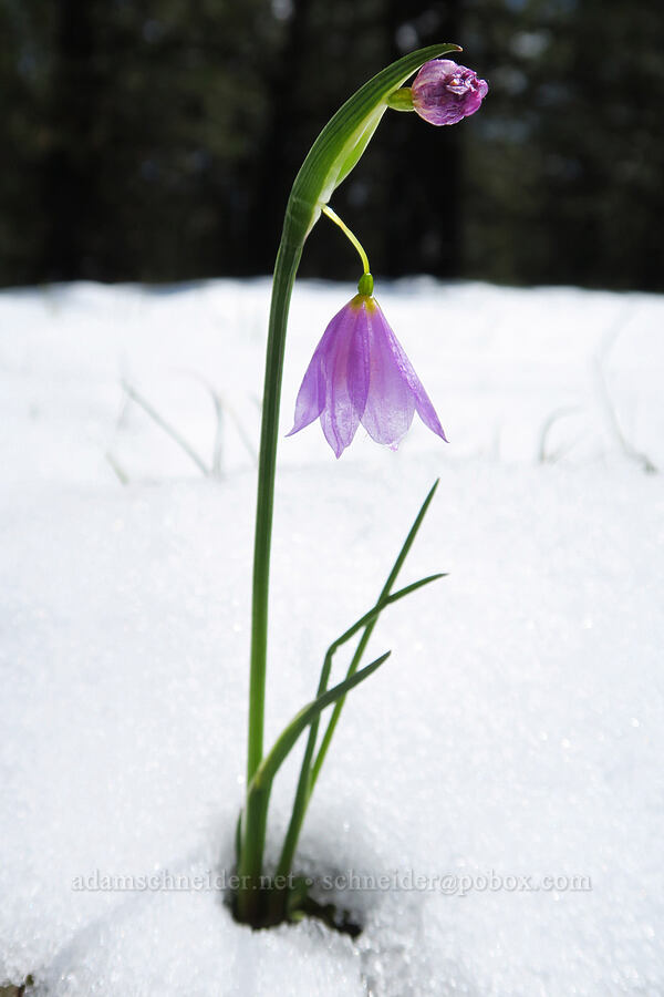grass-widow & snow (Olsynium douglasii) [Old Emigrant Hill Scenic Frontage Road, Umatilla County, Oregon]