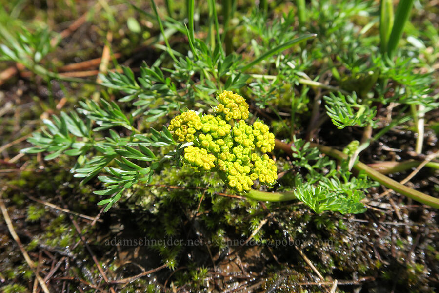 cous biscuitroot (Lomatium cous) [Old Emigrant Hill Scenic Frontage Road, Umatilla County, Oregon]