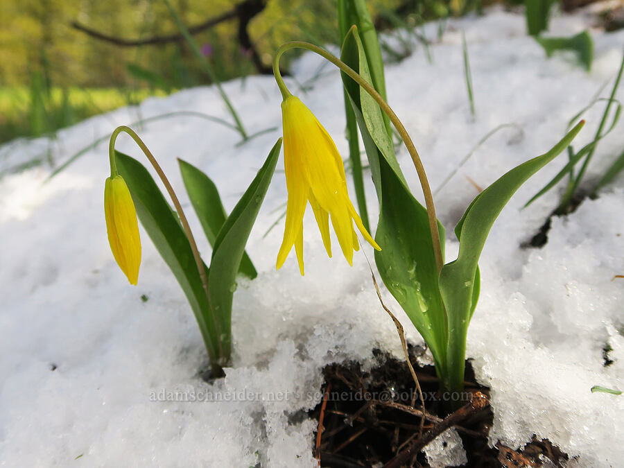 glacier lilies & snow (Erythronium grandiflorum) [Old Emigrant Hill Scenic Frontage Road, Umatilla County, Oregon]