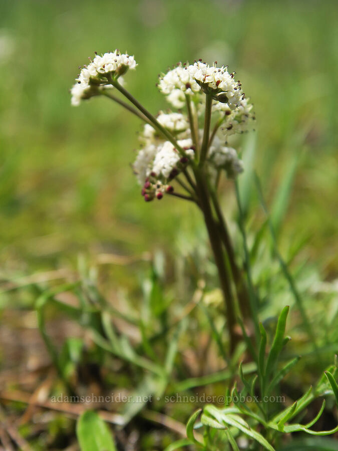 Piper's desert parsley (Lomatium piperi) [Old Emigrant Hill Scenic Frontage Road, Umatilla County, Oregon]