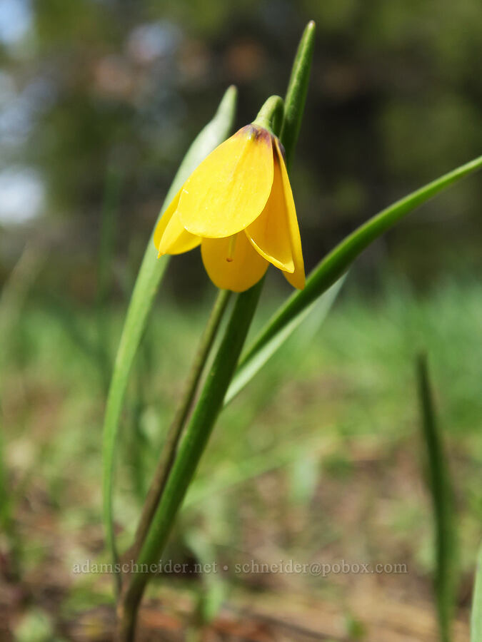 yellow bell (Fritillaria pudica) [Old Emigrant Hill Scenic Frontage Road, Umatilla County, Oregon]