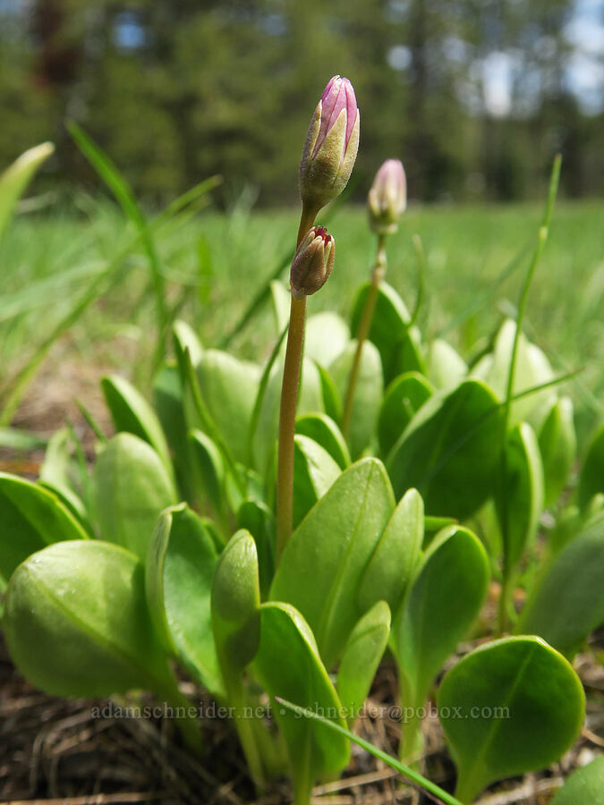 desert shooting stars, budding (Dodecatheon conjugens (Primula conjugens)) [Old Emigrant Hill Scenic Frontage Road, Umatilla County, Oregon]
