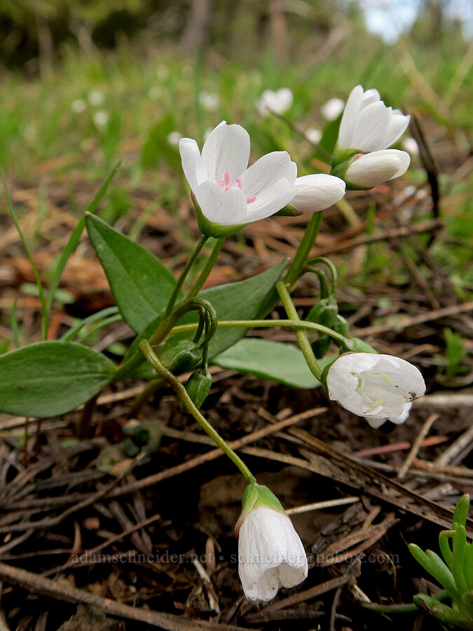 lance-leaf spring-beauty (Claytonia lanceolata) [Old Emigrant Hill Scenic Frontage Road, Umatilla County, Oregon]