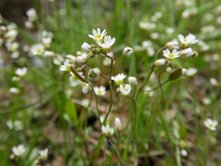 spring draba (Draba verna) [Emigrant Springs State Heritage Area, Umatilla County, Oregon]