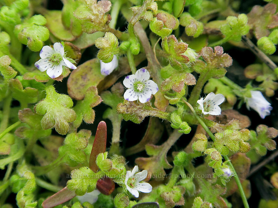meadow baby-blue-eyes (Nemophila pedunculata) [Emigrant Springs State Heritage Area, Umatilla County, Oregon]
