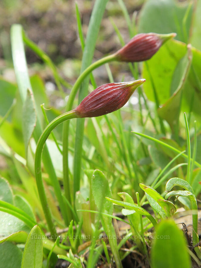 onion, budding (Allium sp.) [Emigrant Springs State Heritage Area, Umatilla County, Oregon]