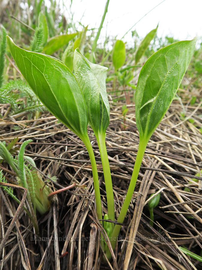 unknown streamside plant [Emigrant Springs State Heritage Area, Umatilla County, Oregon]