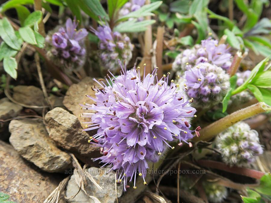 ball-head waterleaf (Hydrophyllum capitatum var. capitatum) [Emigrant Springs State Heritage Area, Umatilla County, Oregon]