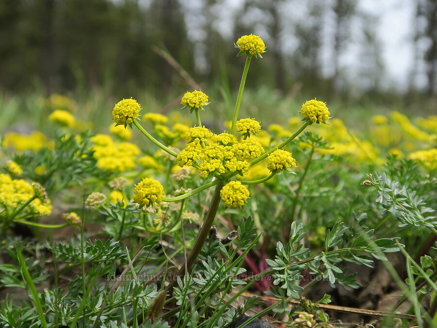 cous biscuitroot (Lomatium cous) [Old Emigrant Road, Umatilla County, Oregon]