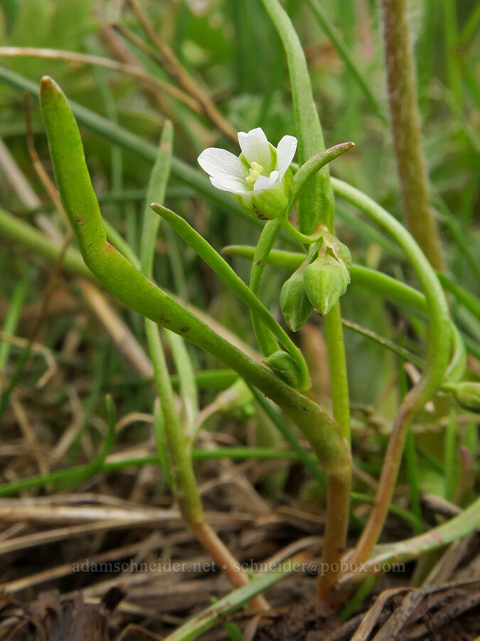 line-leaf montia (Montia linearis (Claytonia linearis)) [Old Emigrant Road, Umatilla County, Oregon]