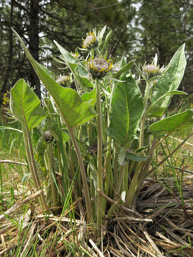 arrow-leaf balsamroot, budding (Balsamorhiza sagittata) [Isqúulktpe Creek Viewpoint, Umatilla County, Oregon]