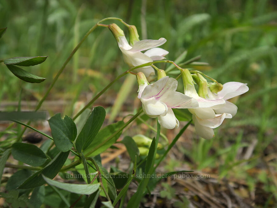 Cusick's pea-vine (Lathyrus nevadensis var. cusickii) [Isqúulktpe Creek Viewpoint, Umatilla County, Oregon]