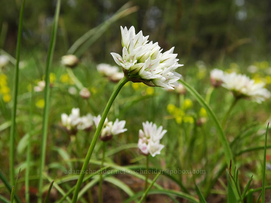 Blue Mountain onions (Allium fibrillum) [Isqúulktpe Creek Viewpoint, Umatilla County, Oregon]