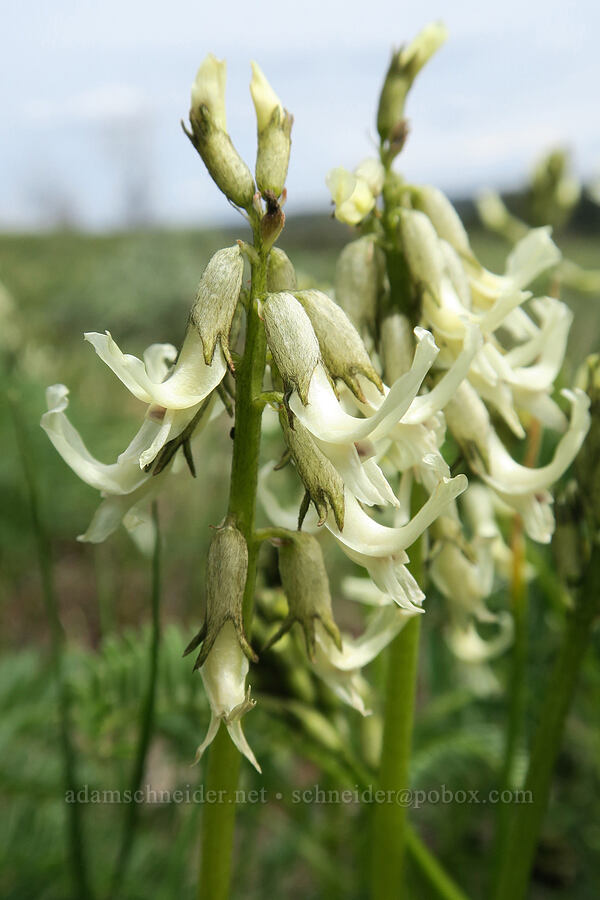 Blue Mountain milk-vetch (Astragalus reventus) [Isqúulktpe Creek Viewpoint, Umatilla County, Oregon]